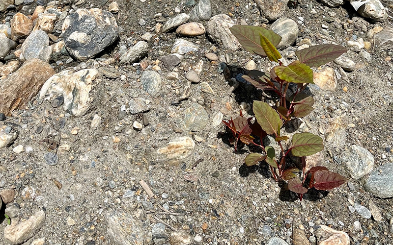 Knotweed in gravel. Photo: Curt Lindberg