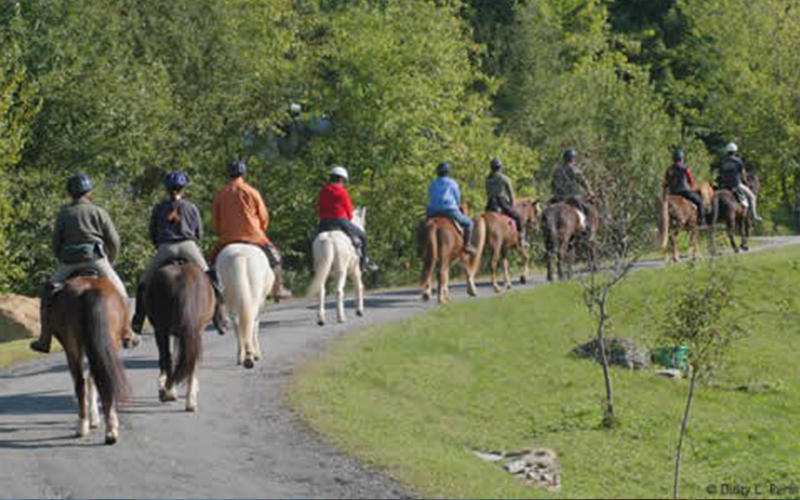 Icelandic Horse Farm trial ride.