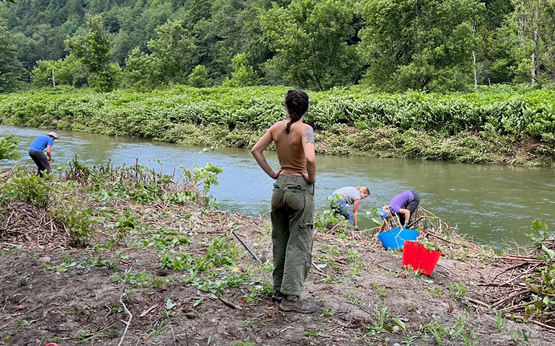 Last Thursday, July 13, the UVM interns and some vigorous volunteers helped widen the area from the Mad River Path (at Lareau) to the river. Lots of cutting and digging took place. Some conser¬vation seed mix was spread at the end of the day to help prevent runoff and the invasion of other invasive species. Photo courtesy of Curt Lindberg.