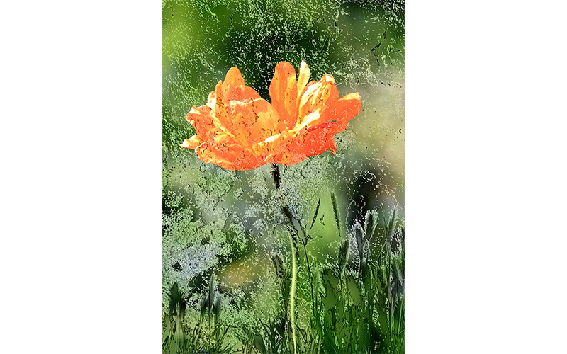 Flower photo art by Roarke Sharlow.