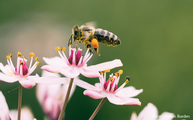 Bee and flower photo by Aaron Burden