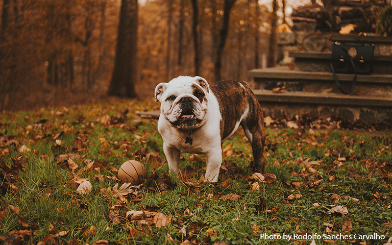 bulldog and ball. Photo by Rodolfo Sanches Carvalho