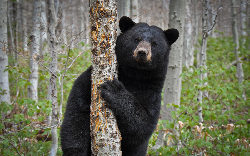 Bear holding a tree