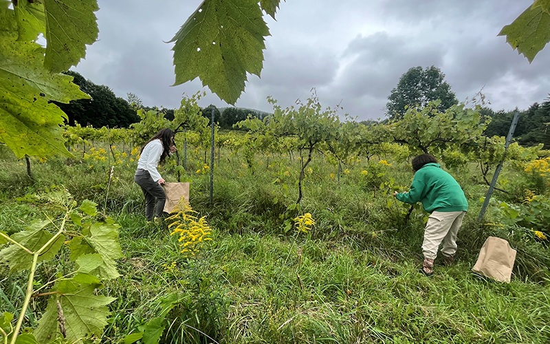 Avery Montgomery and Maddy Hajjar collect grape leaves at Alpenglow Farm in Warren for their dinner at the Sweet Spot in Waitsfield.