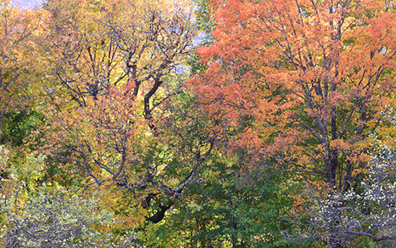Fall foliage photo by Jeff Knight