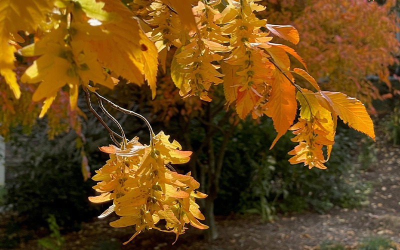 Golden leaf by Carol Brock