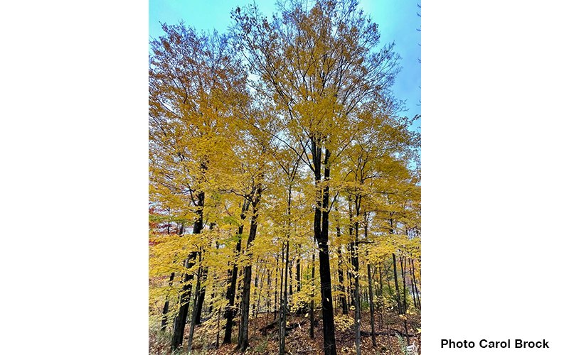 Yellow foliage Maple Tree. Photo by Carol Brock