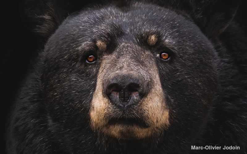 Bear. Photo: Marc-Olivier Jodoin