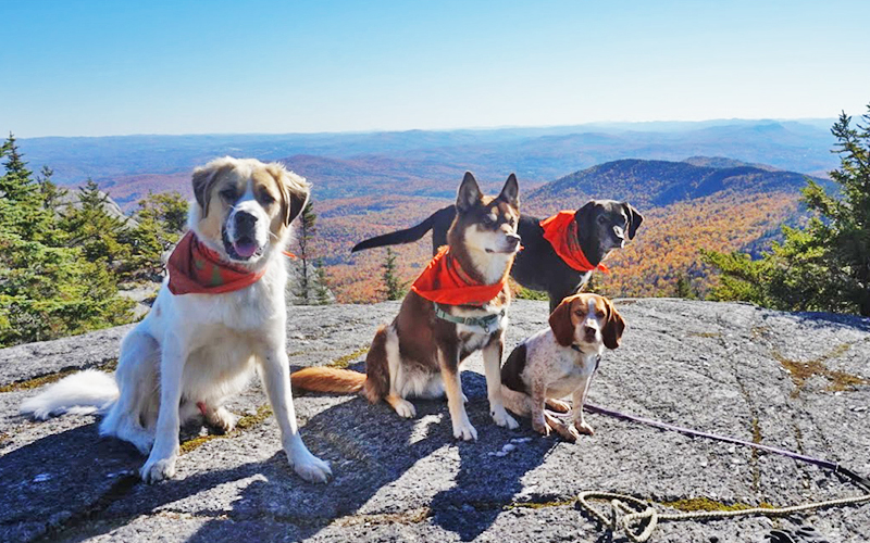 File photo of dogs on top of a mountain in fall.