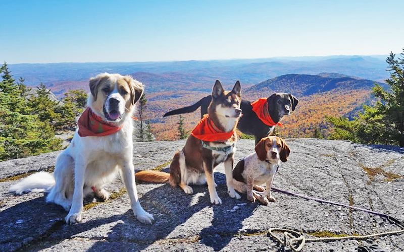 File photo of dogs on top of a mountain in fall. File photo of dogs on top of a mountain in fall.