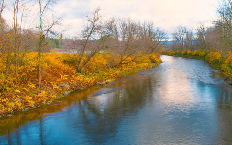 Fall knotweed in bright yellow along the Mad River in Waitsfield. Photo: Jeff Knight