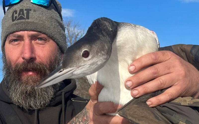 Dave Millard of Warren used a jacket to capture an injured loon on December 6 in Waitsfield..