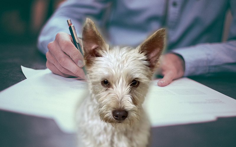 Dog in front of person filling out adoption paperwork.