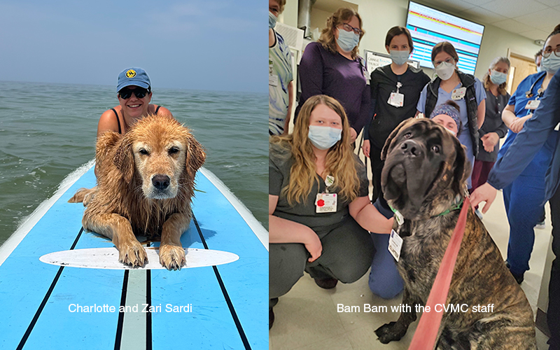 Therapy dogs Charlotte and BamBam visit schools and hospitals, and ride surfboards for fun.