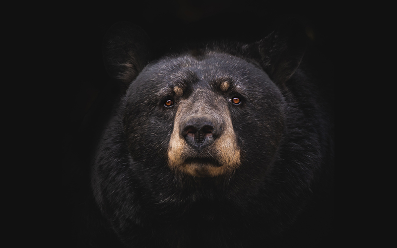Bear stare. Original by Marc Olivier Jodoin