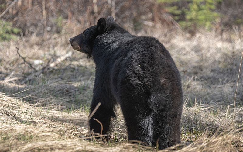 Black Bear photo posted with permission from BearWise®.