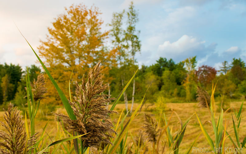 Fall field photo by Jeff Knight