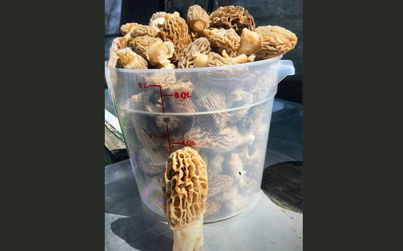 Morel Mushrooms