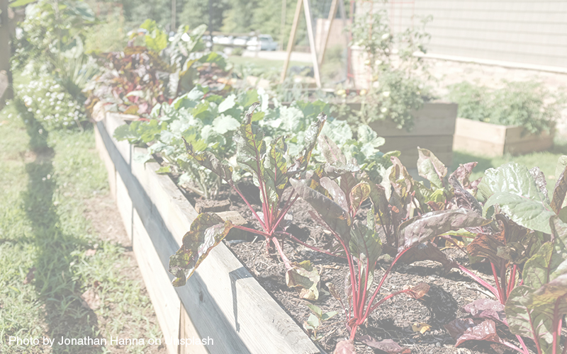 Raised bed garden. Photo by Jonathan Hanna on Unsplash