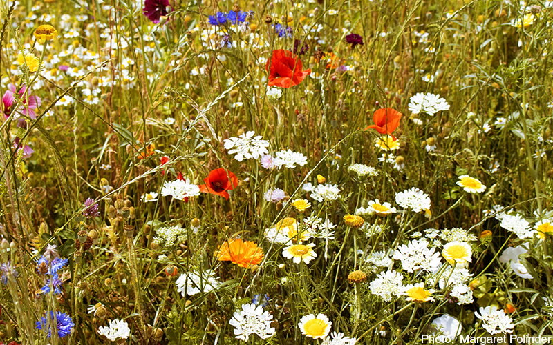 Wildflowers. Original photo: Margaret Polinder