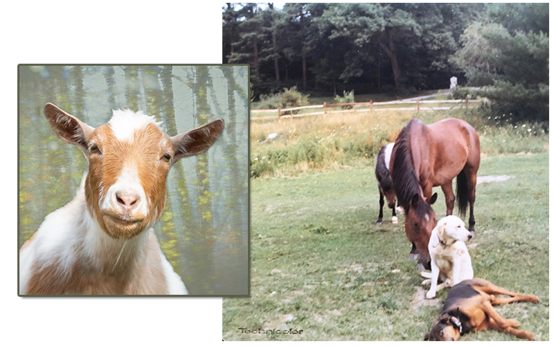Barrie Fisher's first photo was of horses and dogs. Inset newer goat photo.