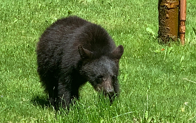 Bear