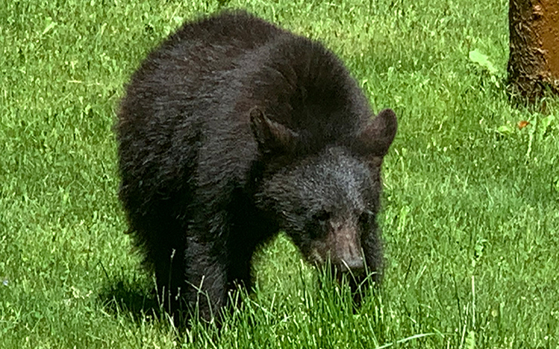 Black Bear