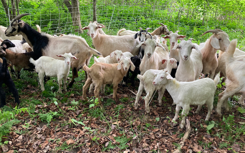 Goats Graze Knotweed