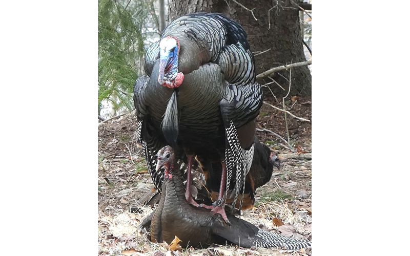 Turkeys mating - Ky Koitzsch