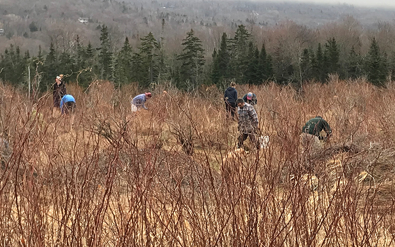 Blueberry Lake Blueberry Bush Workday