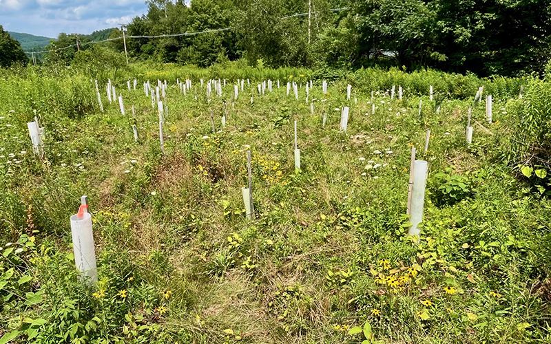 Trees and shrubs planted at Farley Park