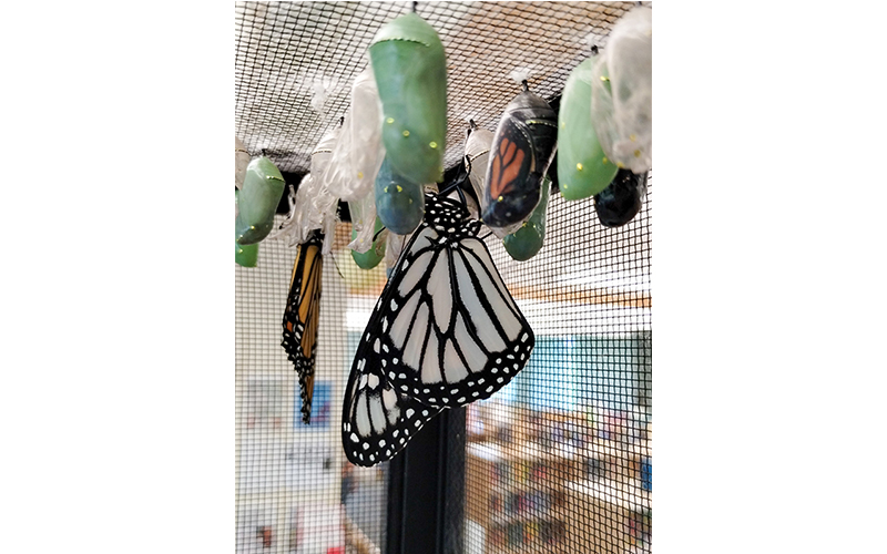 White Monarch Out - Orange Monarch Emerging