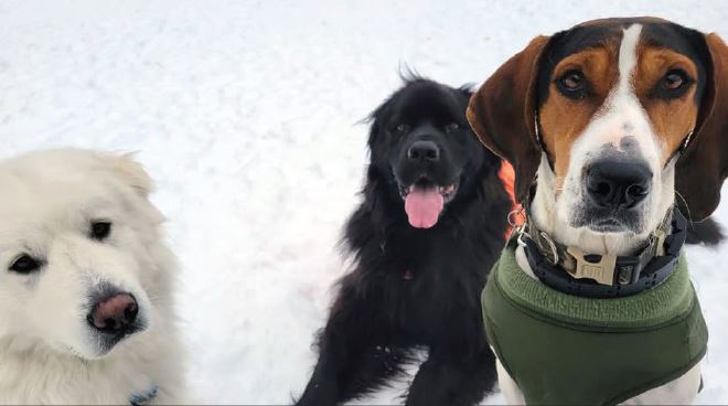 Rover Roundup - Warren Dog Park Fundraiser