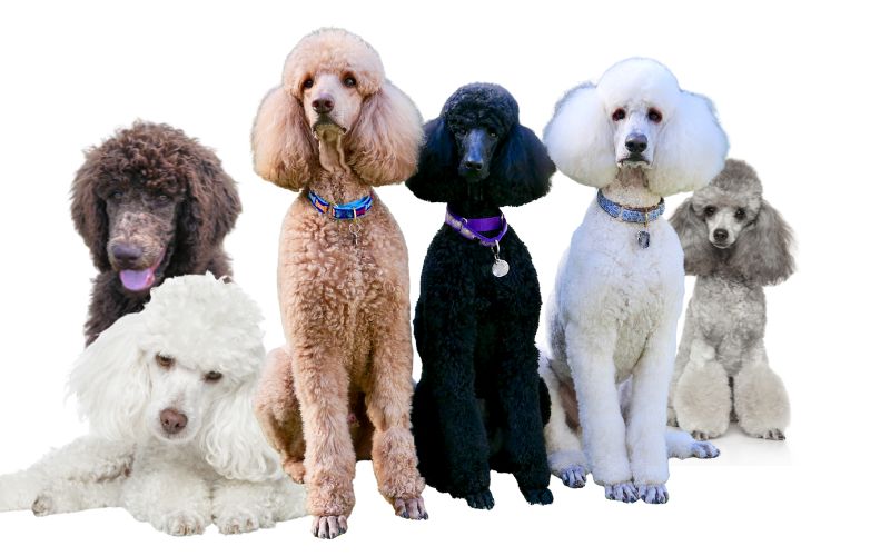 Poodles