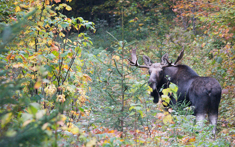 Moose by VT Fish + Wildlife