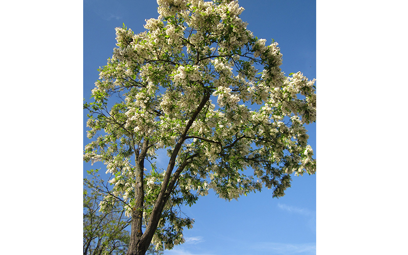 Black Locust