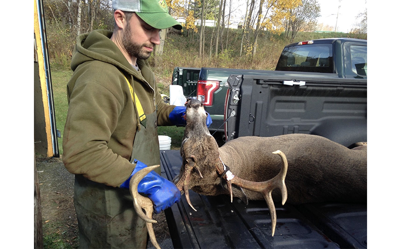 Deer Harvest Teeth