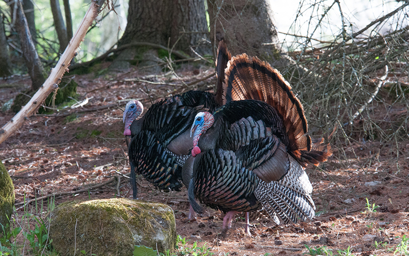 Wild Turkeys - Photo by John Hall