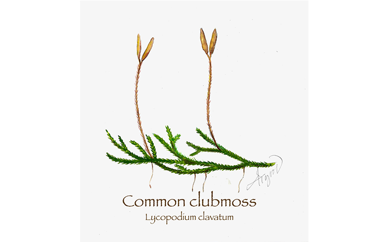 Common Clubmoss
