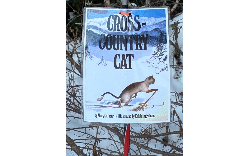 Cross Country Cat