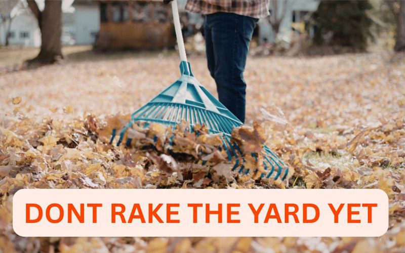 Don't Rake Yet