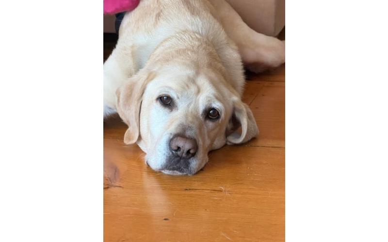 Pete (Retiring Guide Dog)