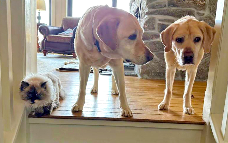 Pete (Retiring Guide Dog)