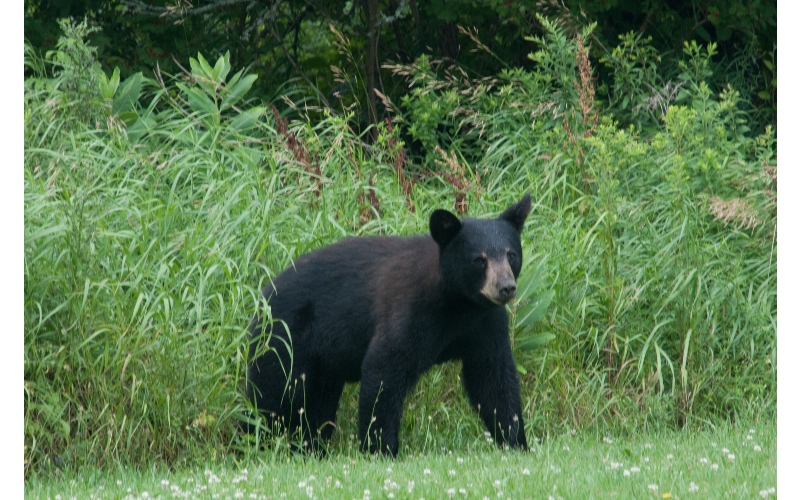 Bear in grass 2 by J. Hall
