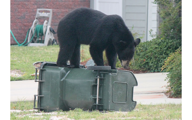 BearWise