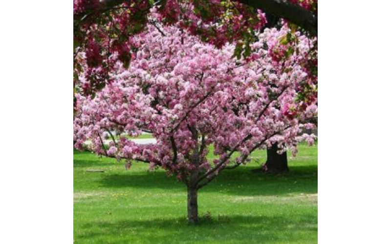 flowering crab apple tree 300x300