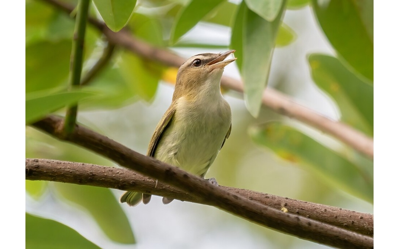 Red Eyed Vireo
