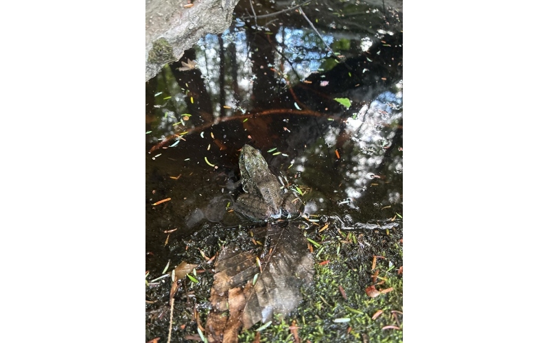 Riverwatch wood frog Emily Church