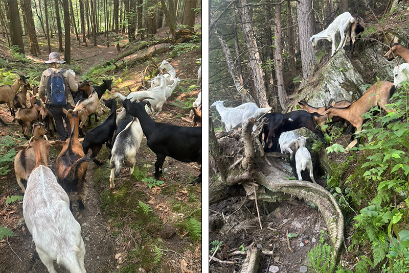 A trio of hikers helped the local volunteers, led by Carole Parker, herd the goats down Wu Ledges and back to their pen.