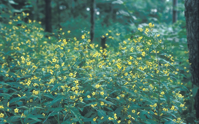 Loosestrife